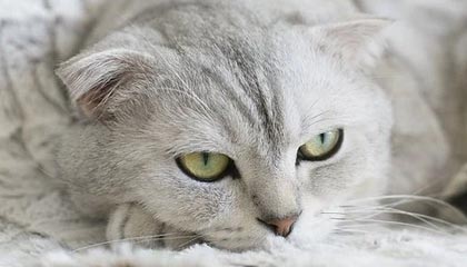 品茶qq:3494206190